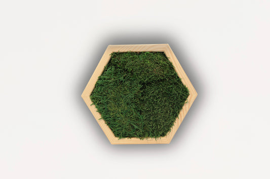 HexaMoss: Living Wall Art