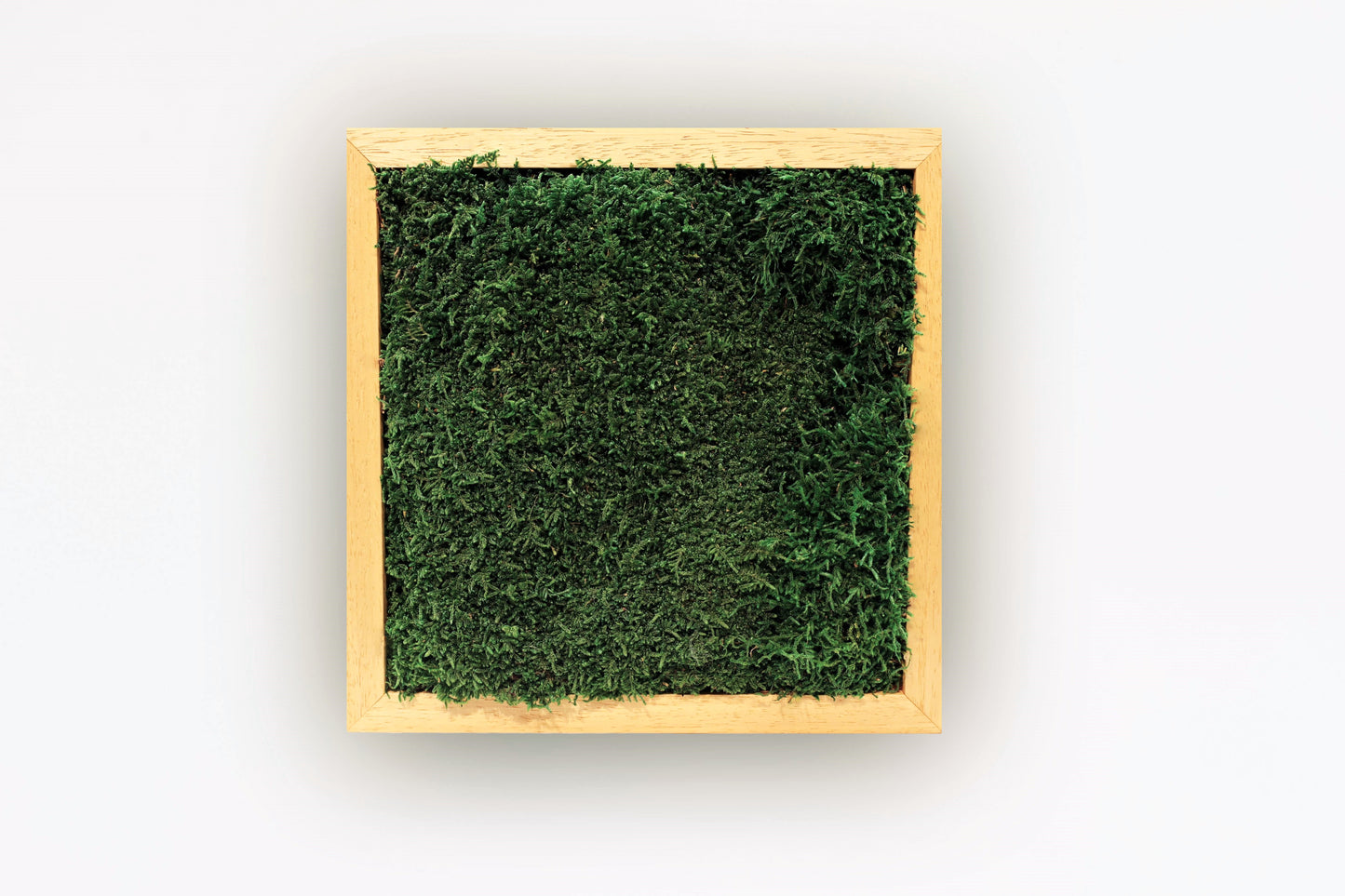 Zen Grove Moss Wall Frame