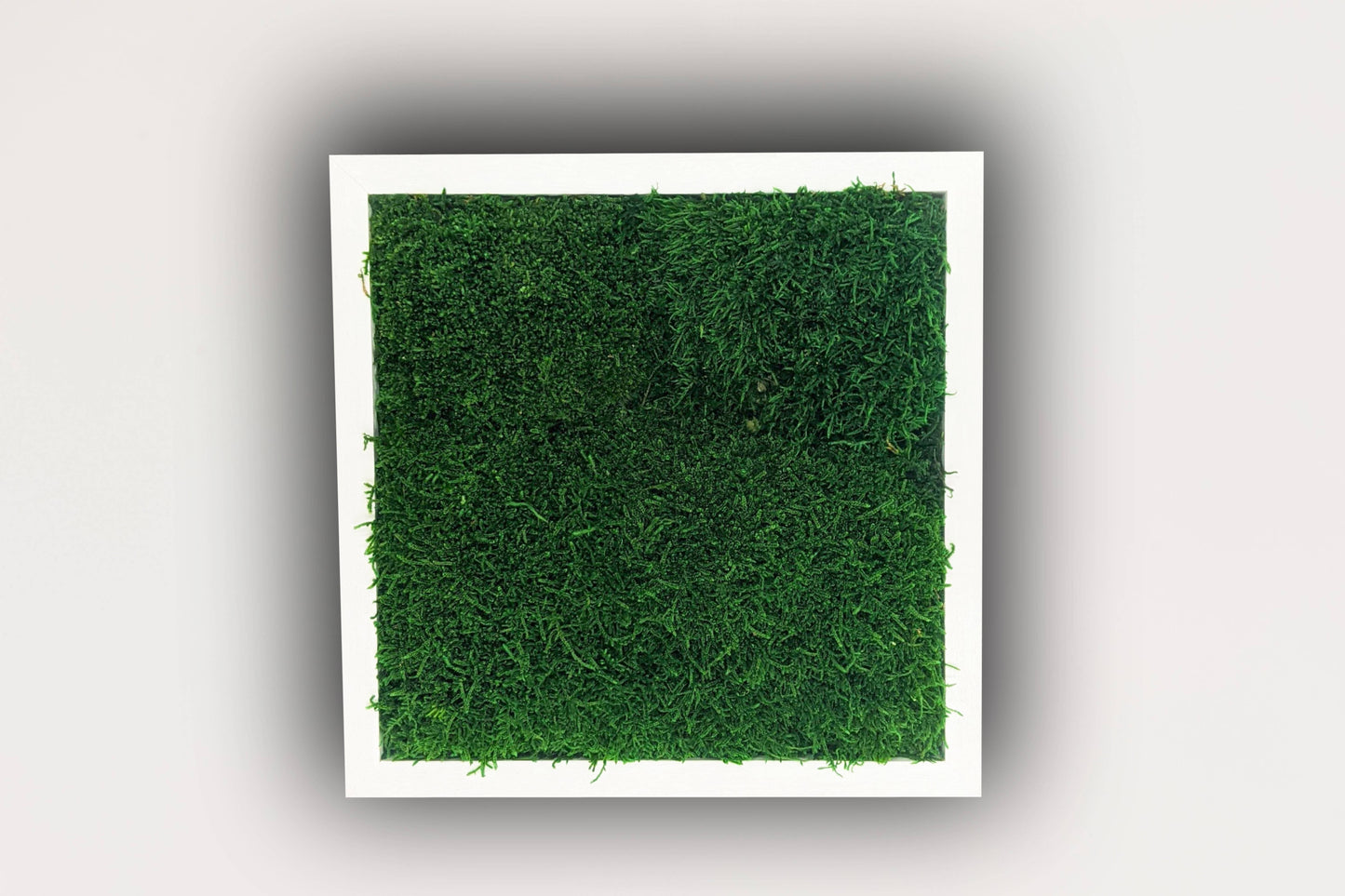 Zen Grove Moss Wall Frame